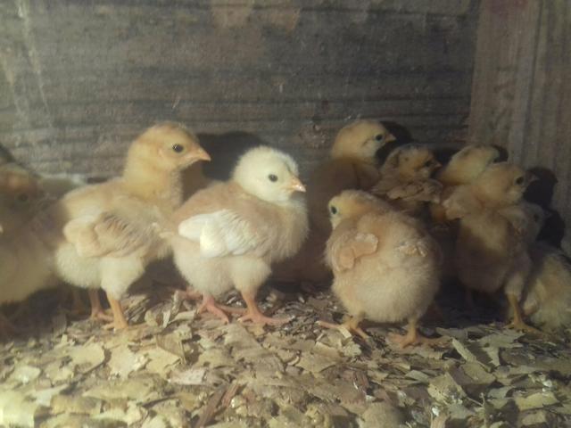 38 pintos de poedeira