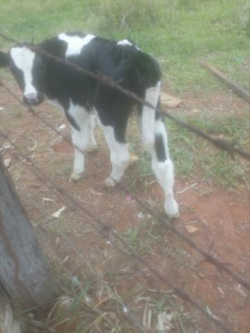 Bezerros de vacas cruzadas para vender