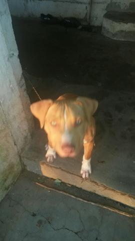 Cachorro PitBull Red noose