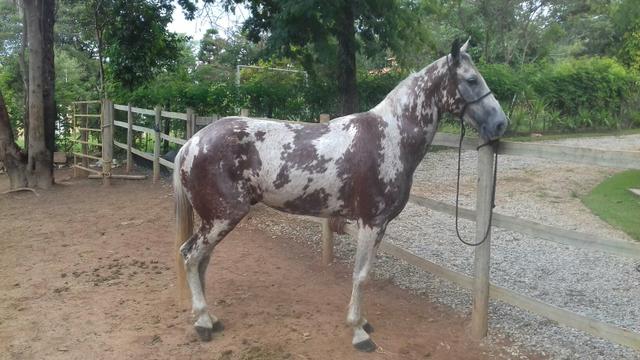 Cavalo Pampa diferenciado