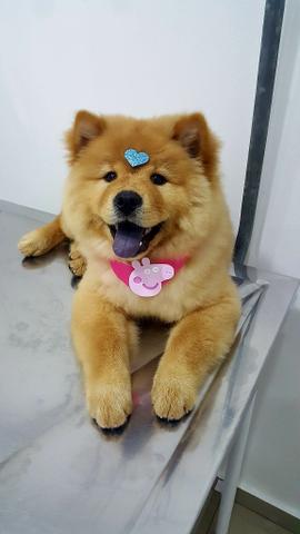 Chow chow fêmea, 3 meses de idade
