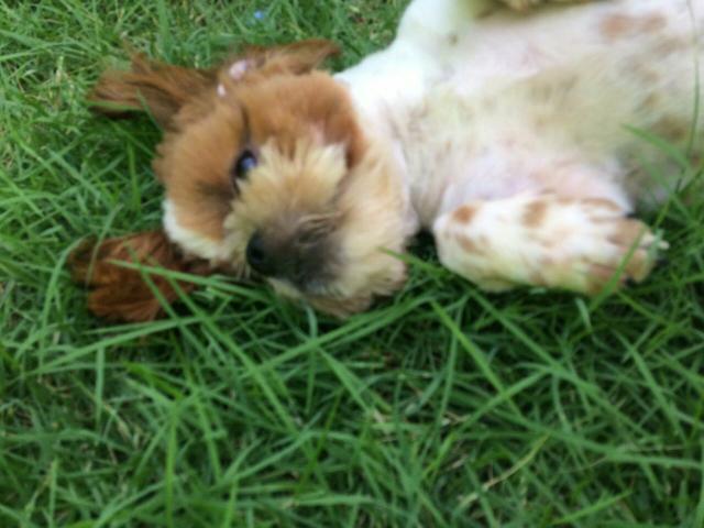 Divido em 3× shih tzu