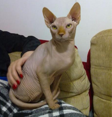 Doa-se gato sphynx femea