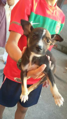 Doação de 8 cachorrinhos