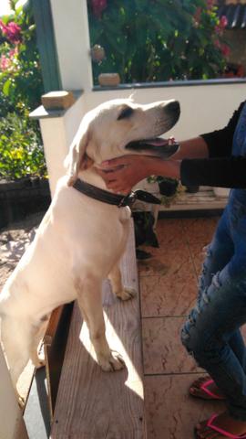 Doação labrador 1 ano vacinado e vermifugado