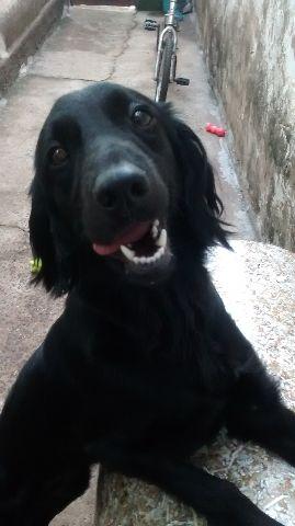 Estou doando uma cachorra