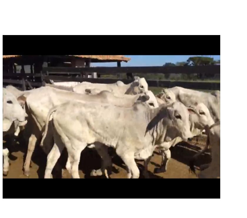 Frete Grátis !!! 85 Bezerras Nelore e Cruz. Ind.,