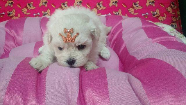 Maltês fêmea em até 10x no cartão