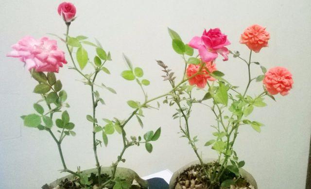 Muda de mini-roseira