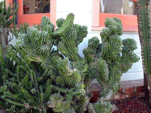 Mudas de Cacto Euphorbia Lacta Cristata  Raríssimo, Belo,