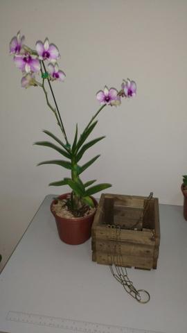 Orquídeas em cachepot de madeira envelhecida