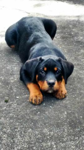 Rottweiler fêmea todas vacinas 4 meses.