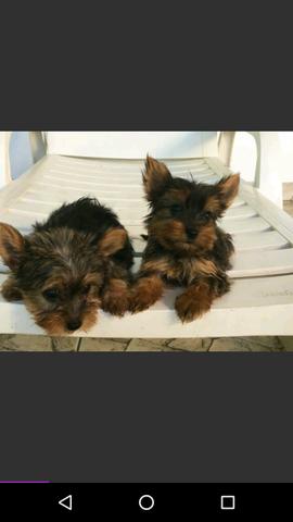 Tenho 2 Yorkshire Fêmea