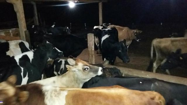 Vacas e Novilhas leiteiras