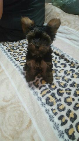 Yorkshire fêmea micro