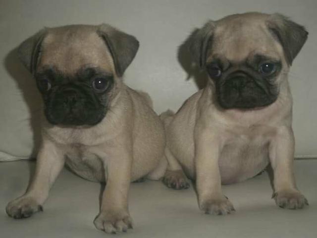 Último Macho de Pug