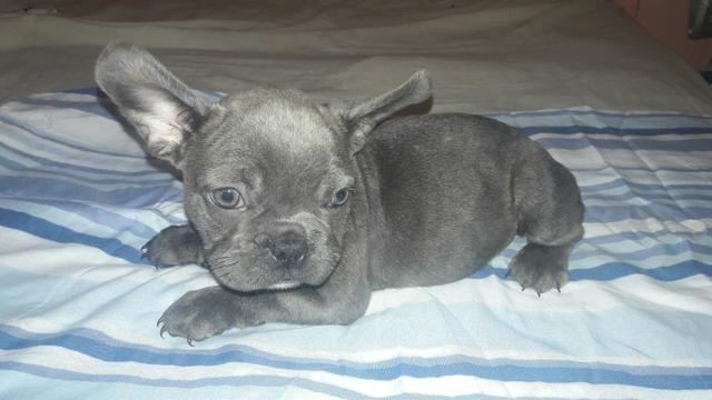 Bulldog Francês Fêmea BLUE