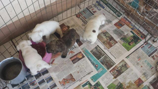 Bulldog francês fêmea  e o macho 