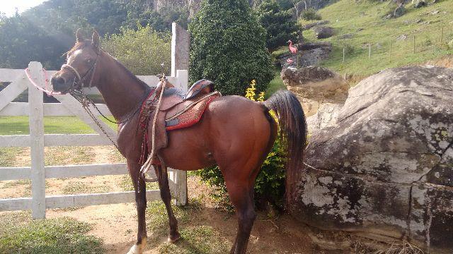 Cavalo Puro Sangue Árabe