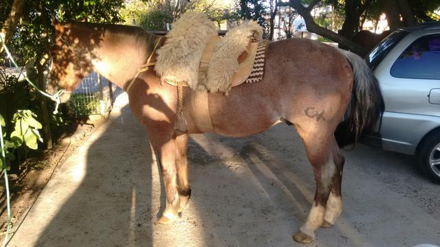 Cavalo crioulo de rodeio