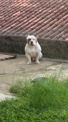 Cobertura para american bully