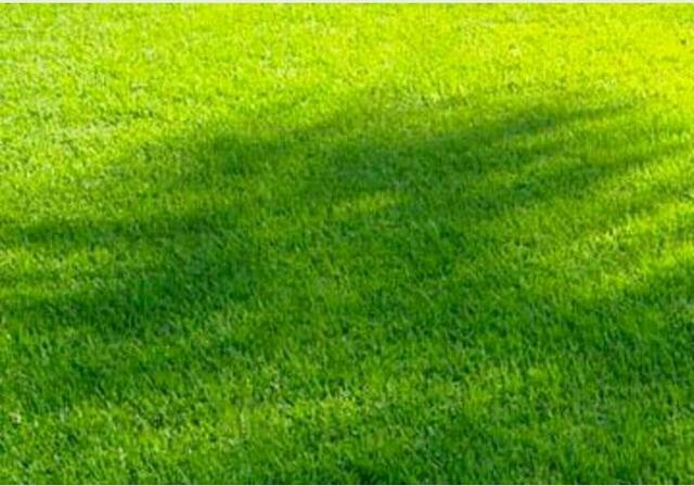 Gramas. Serviço de Primeira