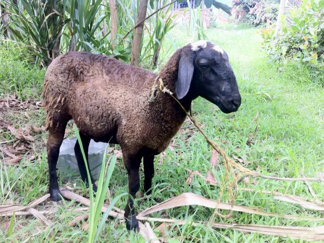 Leia:Carneiro da raça Santa Inês