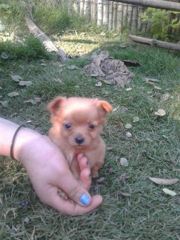 Lindo chiuahua
