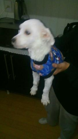 Maltes macho 6 meses