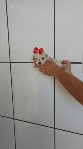 Poodle mini toyzinha(fêmea)