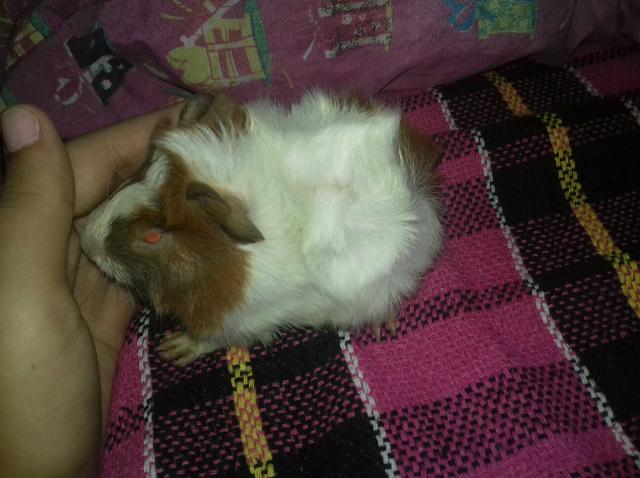 Porquinho da india Peruano