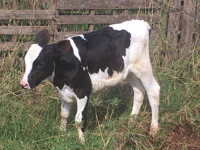 Promoção. Terneira. Holandesa. 54 dias