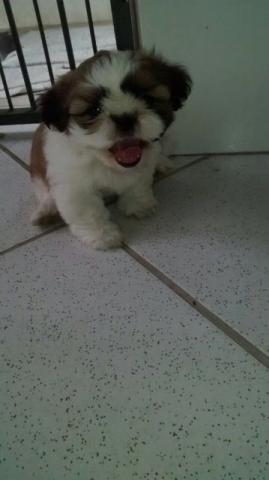 Shih Tzu