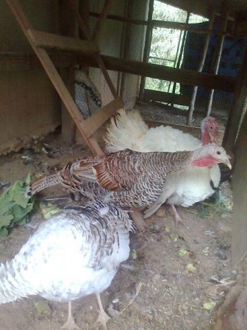 Tres peru um macho duas femia