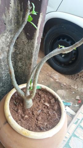 Vendo Flor Do Deserto