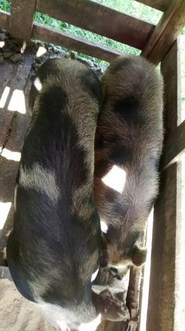 Vendo casal de Porcos