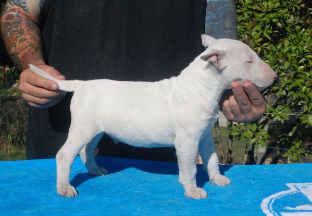 MiniBull Terrier Macho