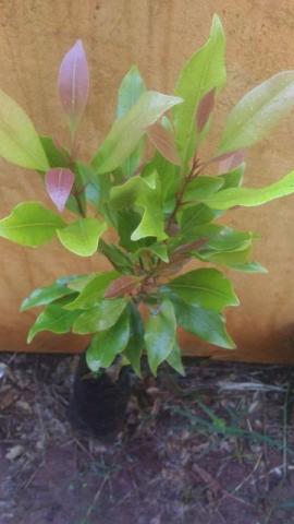 Muda d ecravo da índia