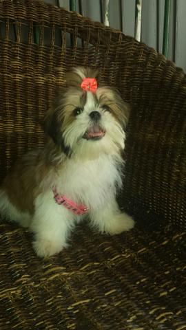 Shitzu fêmea 4 meses