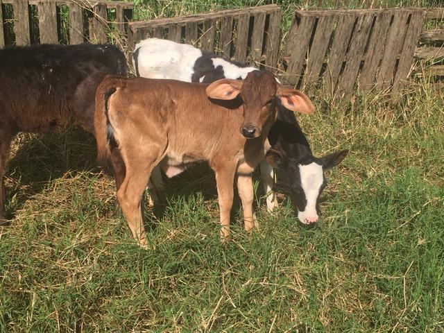 Terneira. Girolanda. 49 dias