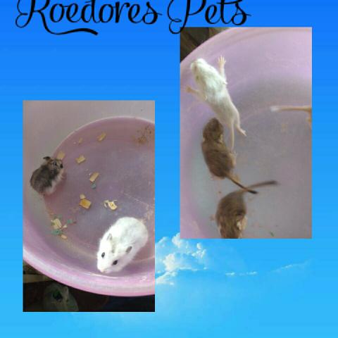 Vendo hamster e esquilo dá Mongólia