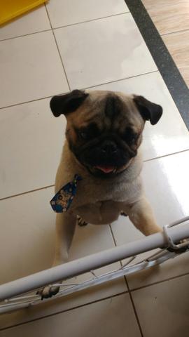 Vendo pug macho