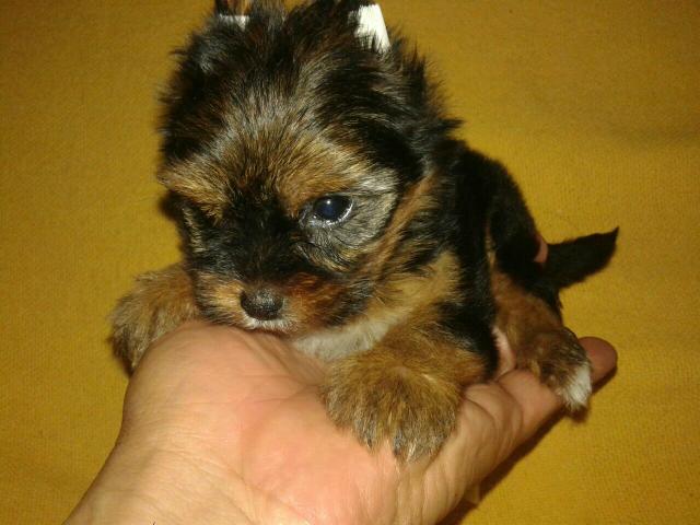 Vendo yorkshire puro e vacinado maço