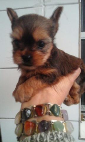 Yorkshire Terrier -Vl.Mariana