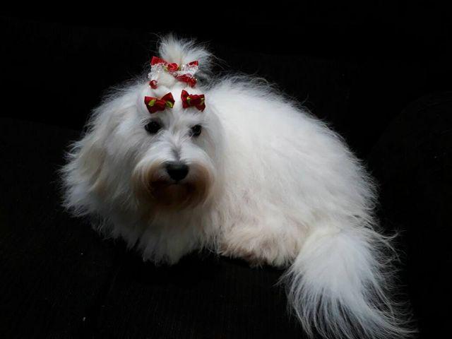 Barbada Maltes femea