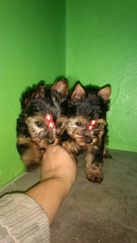 Fêmea de yorkshire pronta entrega