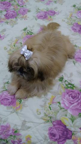 Linda fêmea de Shitzu pura aceito cartão