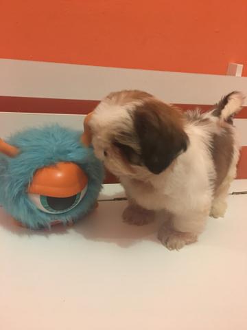 Macho de shihtzu puro