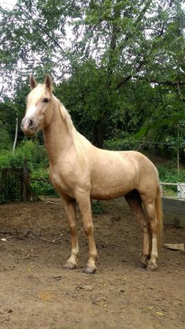 Manga larga marchador com registro