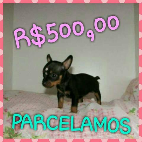 Pinscher miniatura fêmea e macho em até 10x